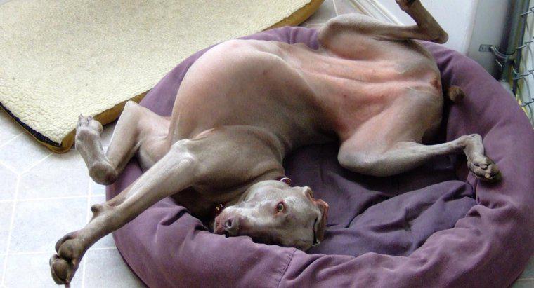 Pourquoi les chiens grattent-ils leur lit avant de s'allonger ?