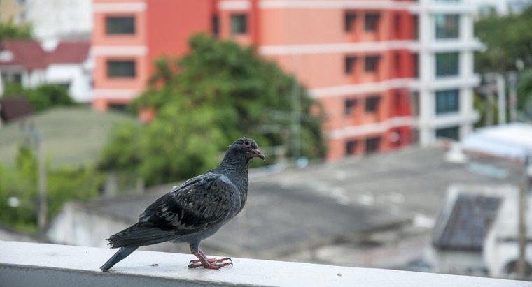 Est-il légal d'utiliser du poison sur les pigeons ?