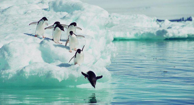 Quels animaux mangent les pingouins ?