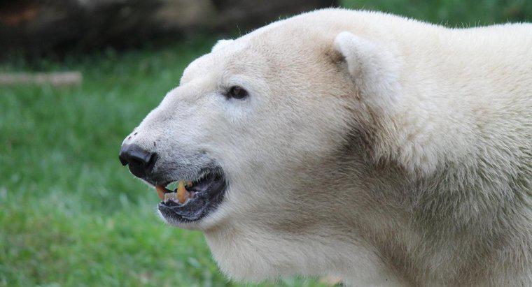 Combien de temps vivent les ours polaires ?