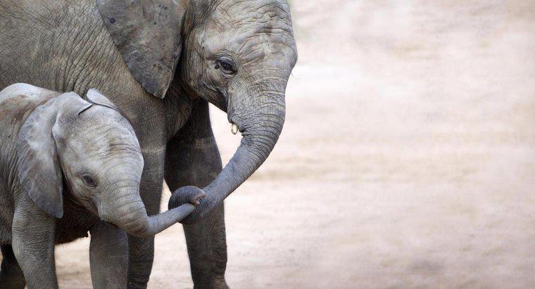 Combien pèse un bébé éléphant à la naissance ?