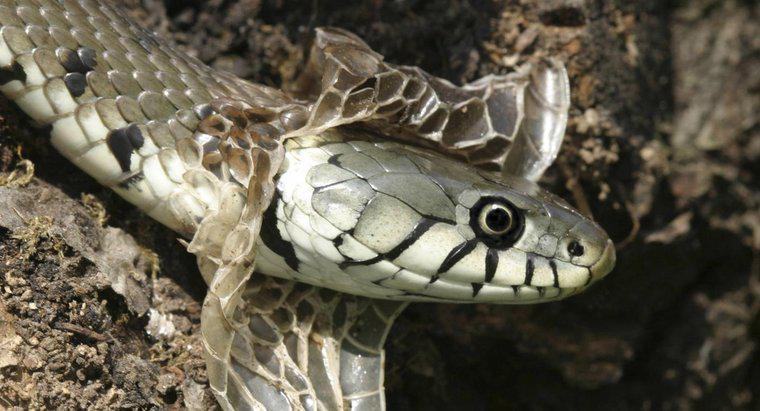 À quelle fréquence les serpents perdent-ils ?