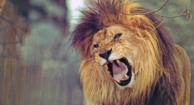 Combien de dents a un lion ?