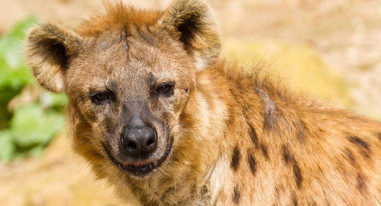Les Lions mangent-ils des hyènes ?