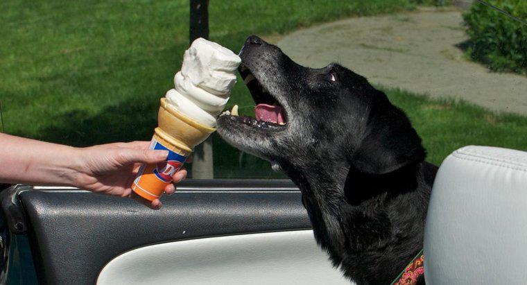 Les chiens peuvent-ils manger de la crème glacée ?