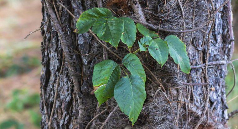 Qu'est-ce qu'un bon remède maison pour Poison Ivy?