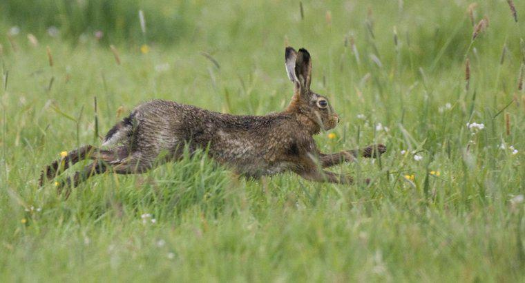 Quels sont les prédateurs naturels d'un lapin ?