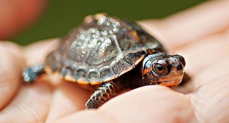 Quelle est la signification symbolique d'une tortue ?