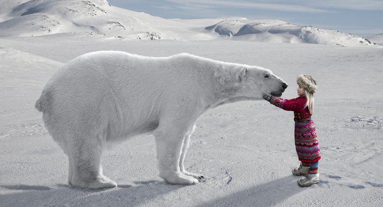 Quels sont les faits intéressants sur l'Arctique pour les enfants ?