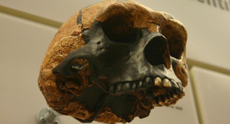Quelles sont les principales différences entre l'Homo Erectus et l'Australopithèque ?