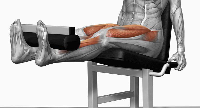 Quels muscles sont utilisés dans les extensions de jambes ?