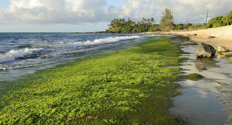 Comment se forment les algues ?