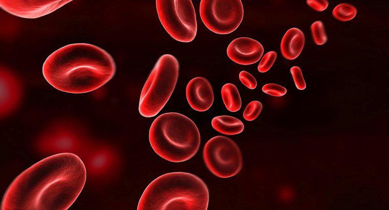 Comment l'hémoglobine transporte-t-elle l'oxygène?