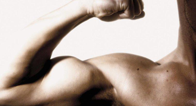 Quels sont les symptômes d'un muscle biceps déchiré ?