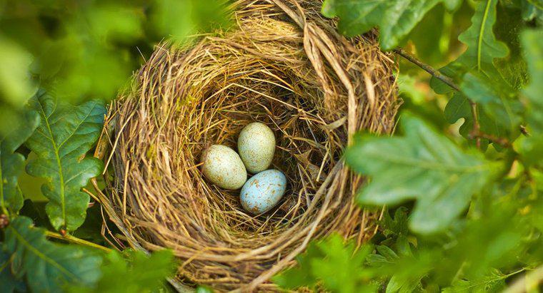 Quel oiseau pond le plus petit œuf ?