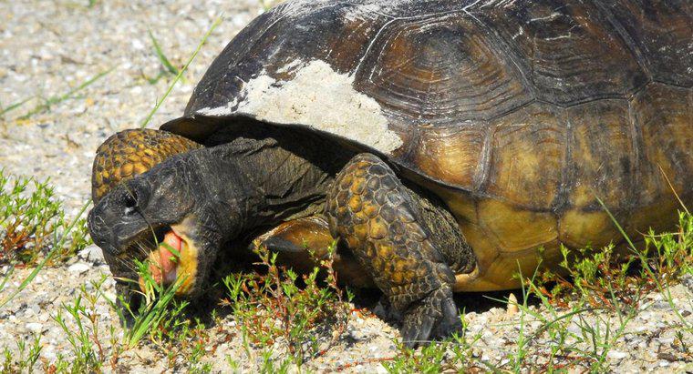 Combien de temps une tortue peut-elle vivre sans nourriture ?