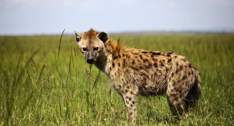 Quel type de nourriture mangent les hyènes ?