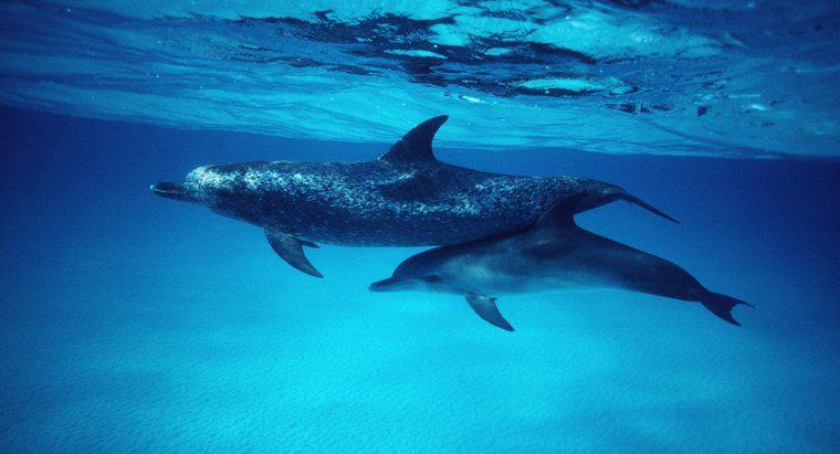 Comment s'appellent les bébés dauphins ?