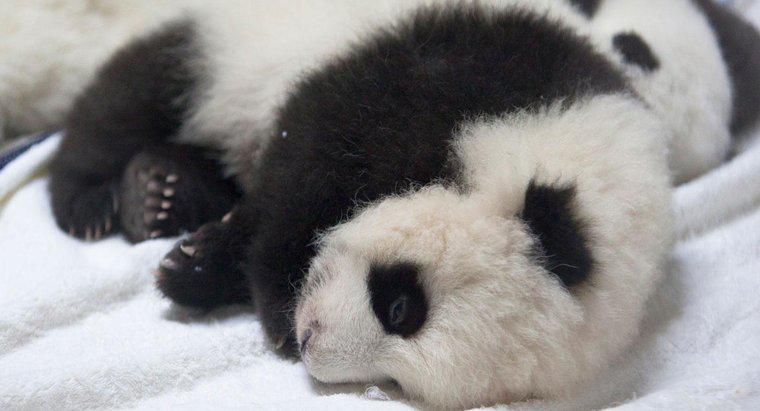 Combien pèse un nouveau-né panda ?