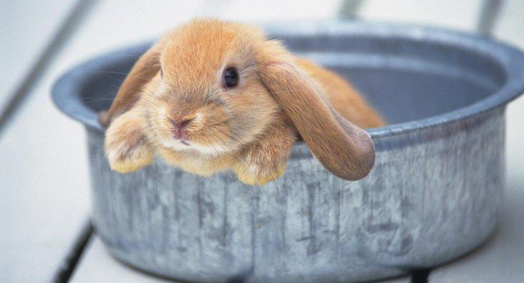 Pouvez-vous donner un bain à un lapin ?