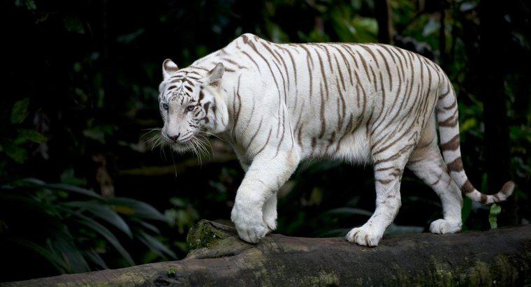 Quels sont les faits sur les tigres blancs ?