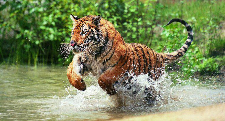 Quels sont les faits de base sur les tigres ?
