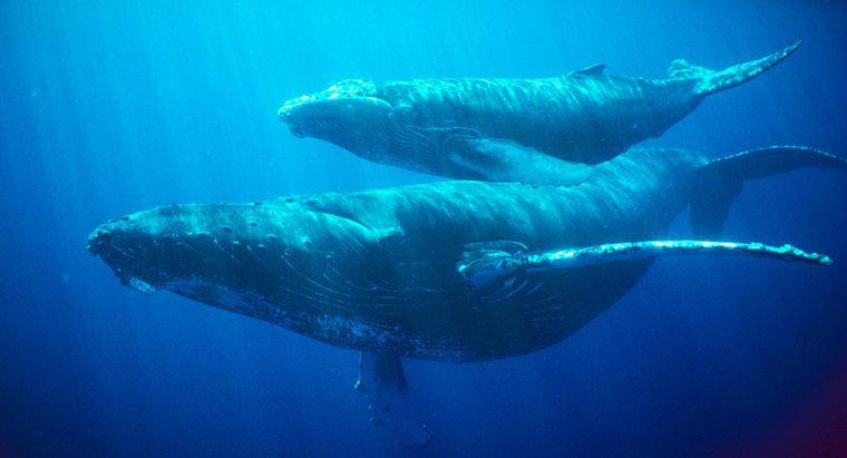 Combien de temps une baleine peut-elle retenir son souffle ?