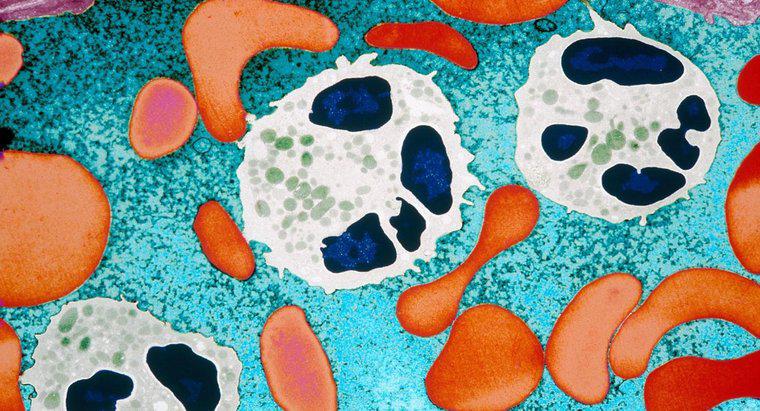 Quelles sont les causes d'un nombre élevé de granulocytes?
