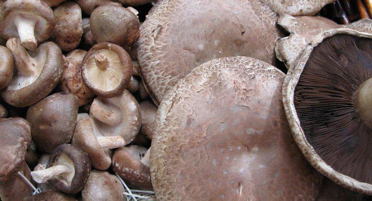 Pouvez-vous manger des champignons portobello crus ?