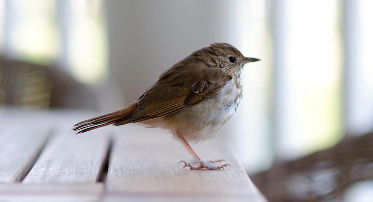 Qu'est-ce que cela signifie lorsqu'un oiseau entre dans votre maison ?