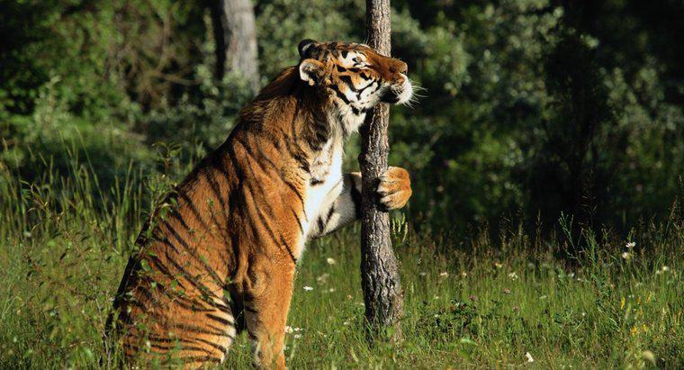 Les tigres peuvent-ils grimper aux arbres ?