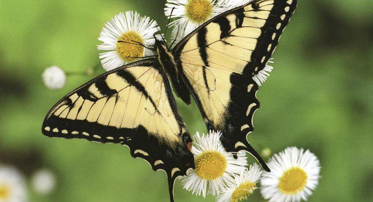 Quelle est la durée de vie d'un papillon?