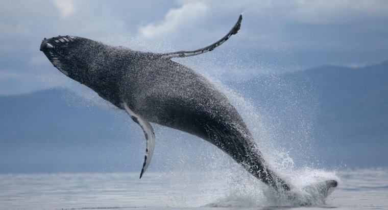 Quelle est la taille de l'estomac d'une baleine ?