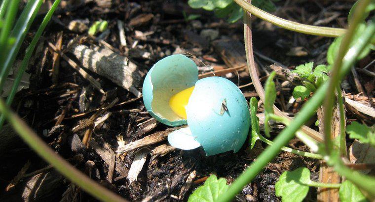De quelle couleur sont les œufs de geai bleu ?