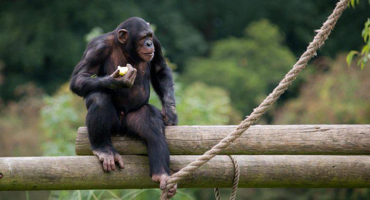 Que mangent les singes dans la jungle ?