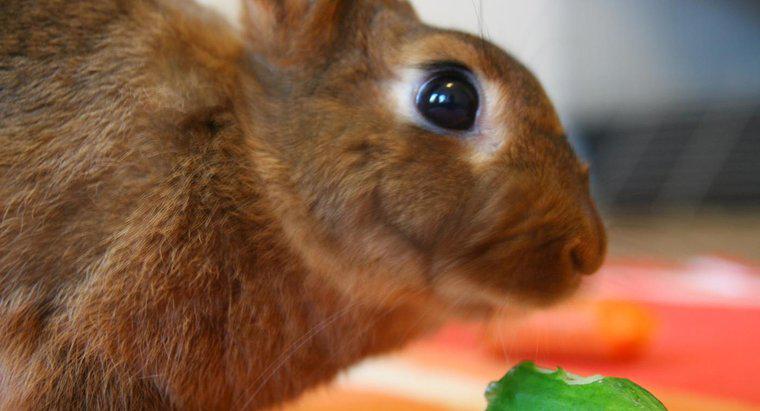 Les lapins peuvent-ils manger du concombre ?
