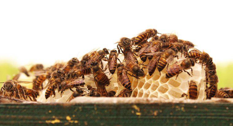 Comment appelle-t-on un groupe d'abeilles ?