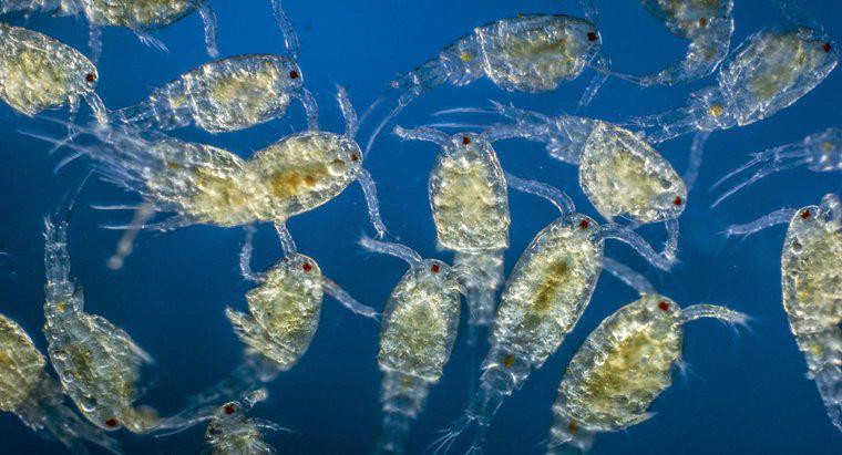 Qu'est-ce que le zooplancton ?