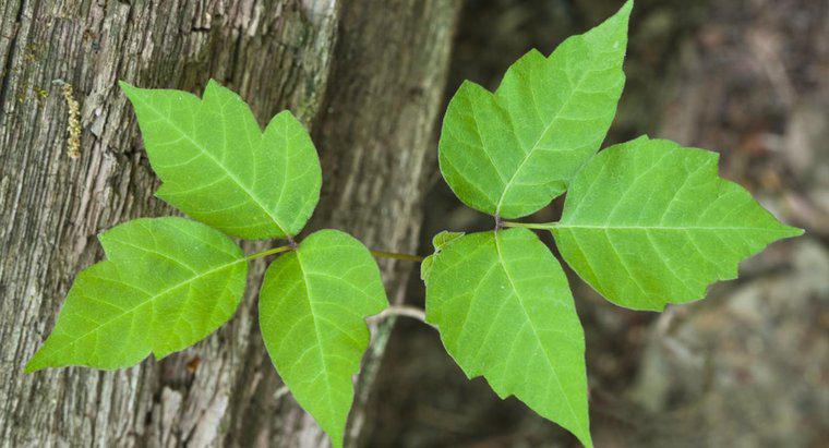 Quelle est la contagiosité d'une éruption de Poison Ivy?