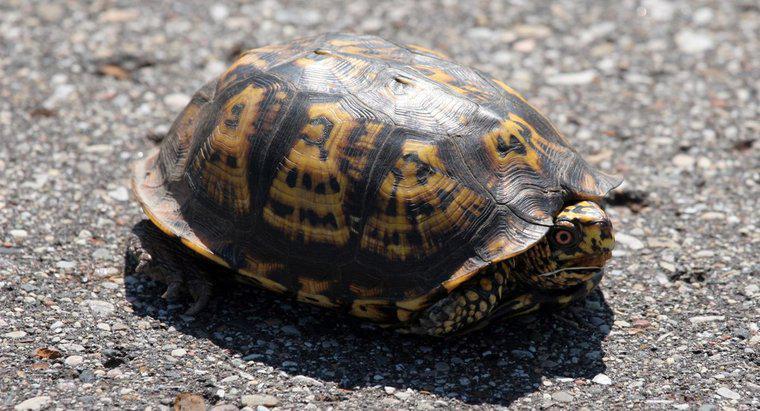 Comment les tortues s'adaptent-elles à leur environnement ?