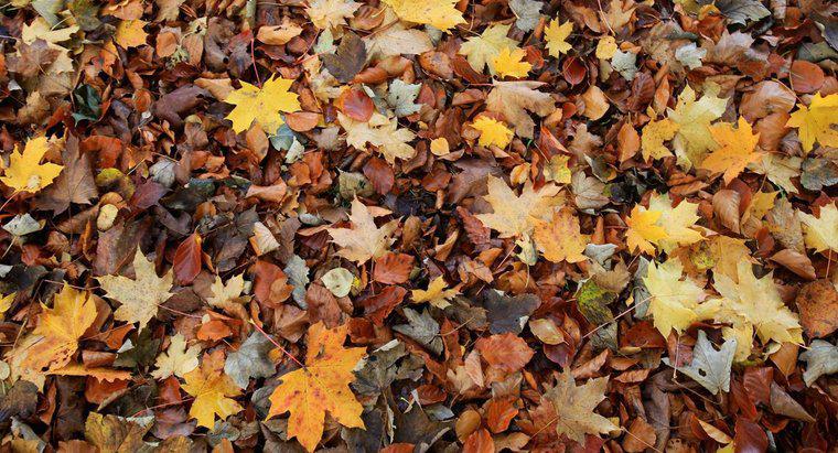 Pourquoi les feuilles tombent-elles des arbres en automne ?