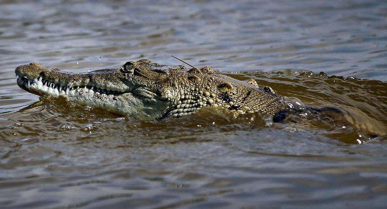 Quelle est la niche d'un crocodile?