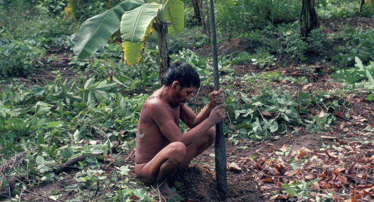 Que mangent les Yanomami ?