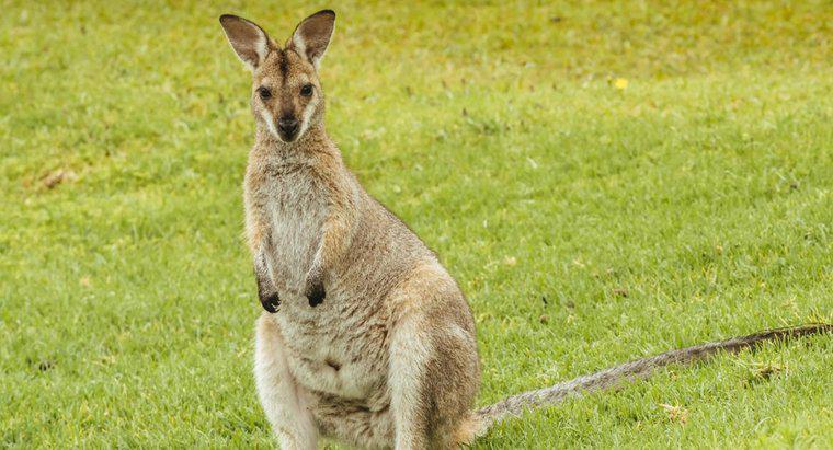Qu'est-ce que la chaîne alimentaire d'un kangourou ?