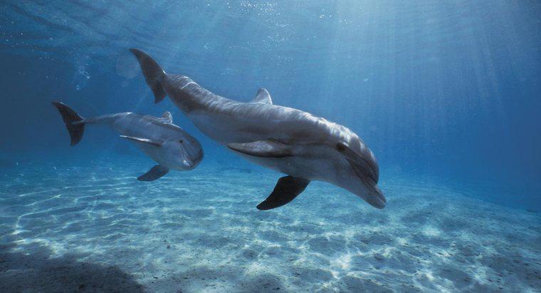 Quels sont les prédateurs des dauphins ?