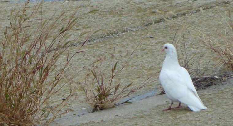 Que signifie voir une colombe blanche ?