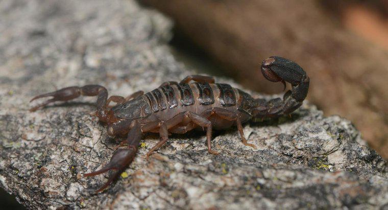 La lavande repousse-t-elle les scorpions ?