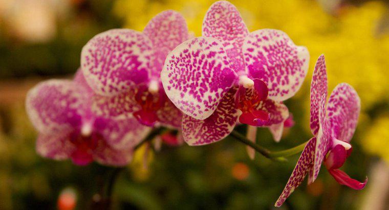 Les orchidées sont-elles toxiques pour les chats ?