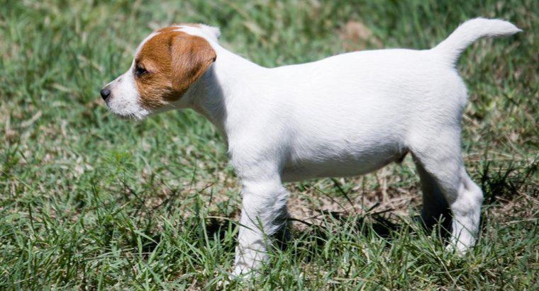 Quels sont les conseils pour sauver les chiots Jack Russell Terrier ?