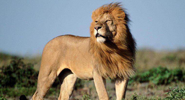 Combien y a-t-il de lions d'Afrique dans la nature ?